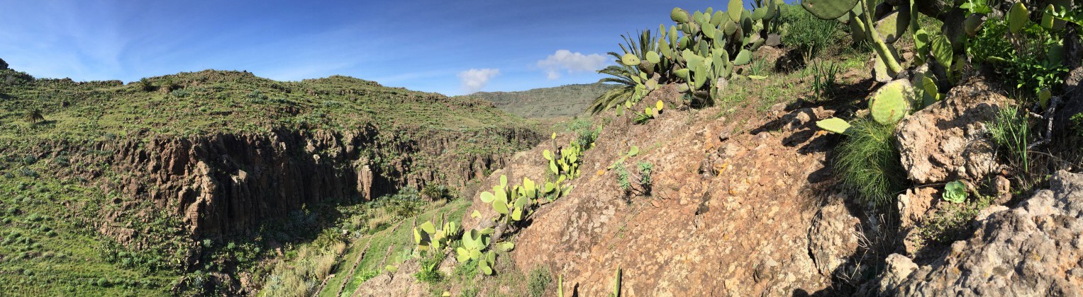 cañones y cactus