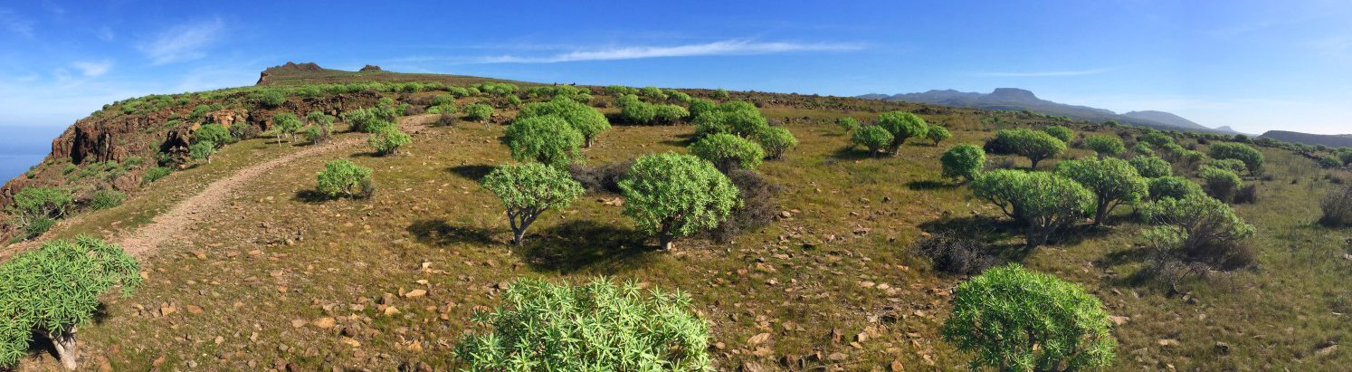 Plateau au-dessus de Valle Gran Rey