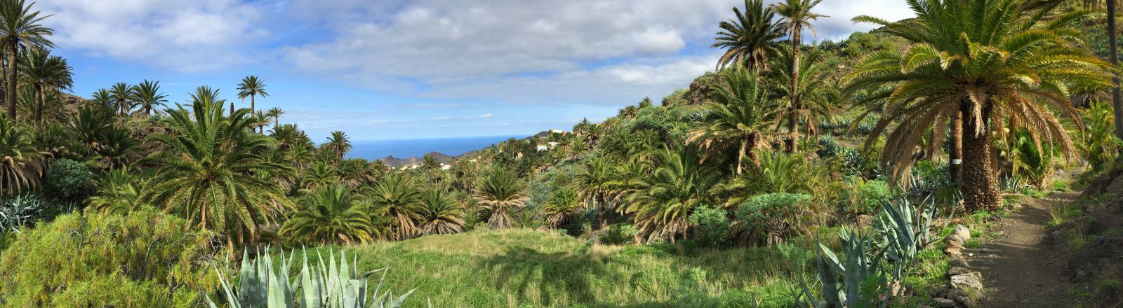 Paisaje de palmeras en Alojera